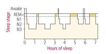 sleep cycles